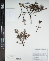 Phoradendron californicum image