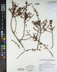 Phoradendron californicum image