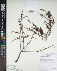 Phoradendron californicum image