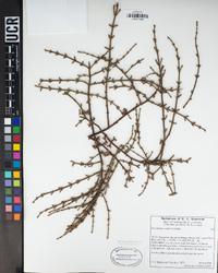 Phoradendron californicum image