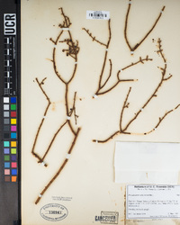 Phoradendron californicum image