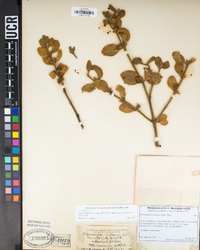 Phoradendron leucarpum subsp. tomentosum image