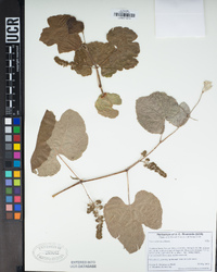 Vitis californica image