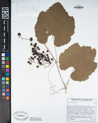 Vitis girdiana image