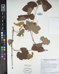 Vitis girdiana image