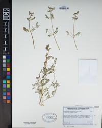 Kallstroemia californica image