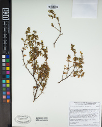 Larrea tridentata image