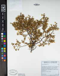 Larrea tridentata image