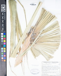 Washingtonia robusta image