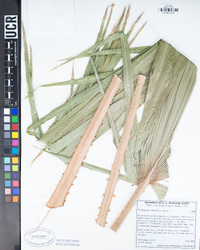 Washingtonia robusta image