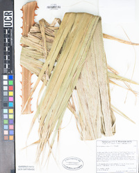 Washingtonia robusta image