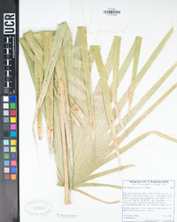 Washingtonia robusta image