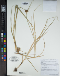 Bolboschoenus maritimus subsp. paludosus image