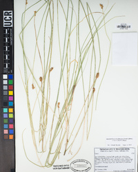 Carex abrupta image