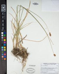 Carex abrupta image