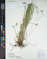 Carex abrupta image