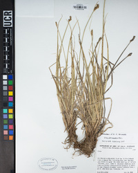 Carex athrostachya image