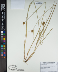 Carex athrostachya image