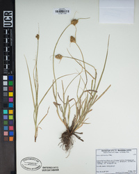 Carex athrostachya image