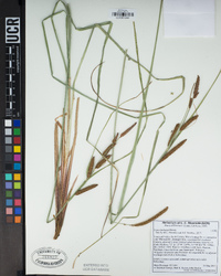 Carex barbarae image