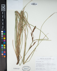 Carex barbarae image