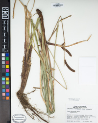 Carex barbarae image