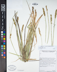 Carex densa image