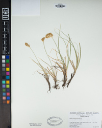 Carex douglasii image