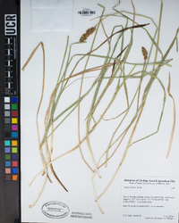 Carex dudleyi image