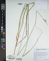 Carex echinata image