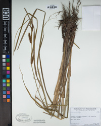 Carex exsiccata image