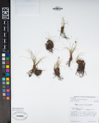 Carex filifolia image