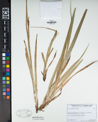 Carex gynodynama image