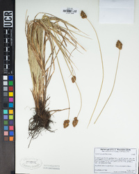 Carex harfordii image