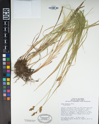 Carex harfordii image