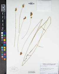 Carex harfordii image