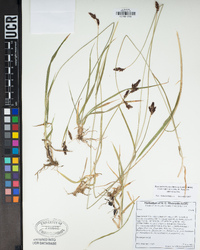 Carex heteroneura image