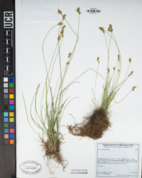 Carex hoodii image