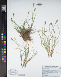 Carex integra image