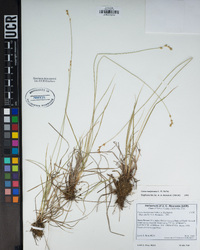 Carex mariposana image