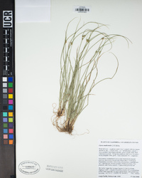 Carex multicaulis image