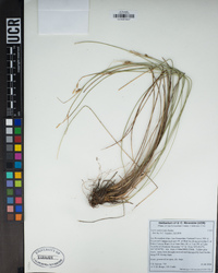 Carex multicaulis image