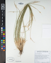 Carex multicaulis image