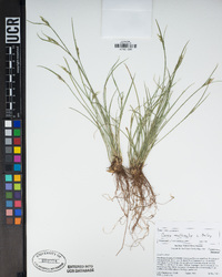 Carex multicaulis image