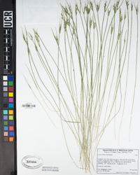 Carex multicaulis image