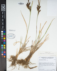 Carex nebrascensis image