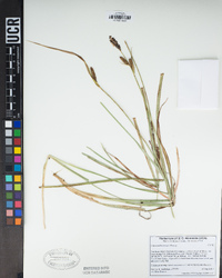 Carex nebrascensis image