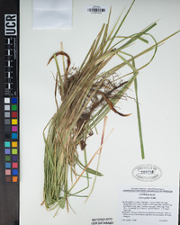 Carex pellita image