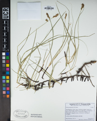 Carex praegracilis image