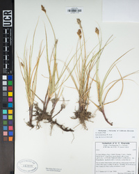 Carex praegracilis image